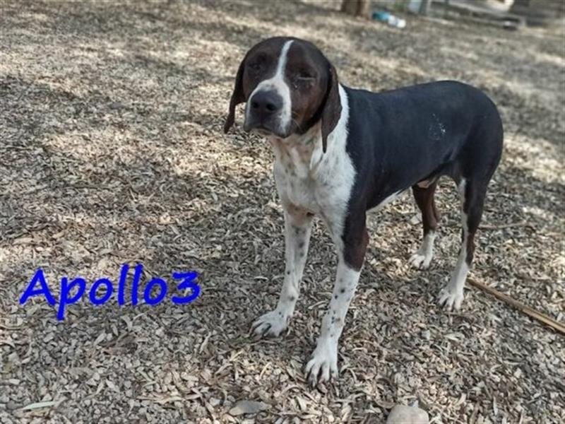 Apollo3 02/2020 (GR) - ausgeglichener, hübscher Pointer-Mix sucht Zuhause!