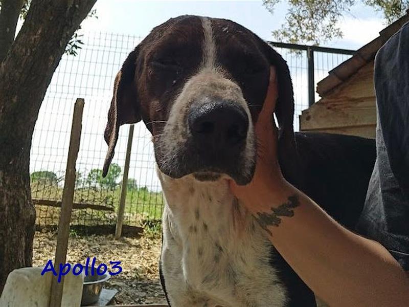 Apollo3 02/2020 (GR) - ausgeglichener, hübscher Pointer-Mix sucht Zuhause!