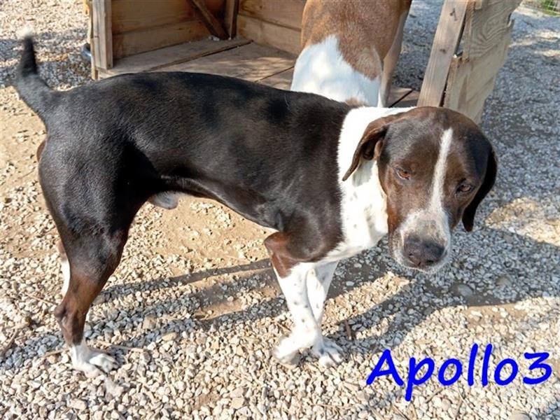 Apollo3 02/2020 (GR) - ausgeglichener, hübscher Pointer-Mix sucht Zuhause!