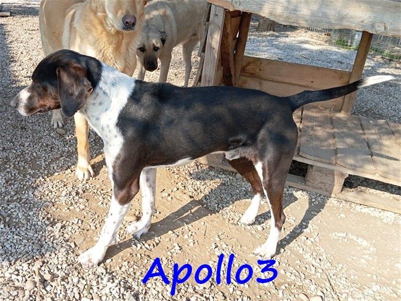 Apollo3 02/2020 (GR) - ausgeglichener, hübscher Pointer-Mix sucht Zuhause!