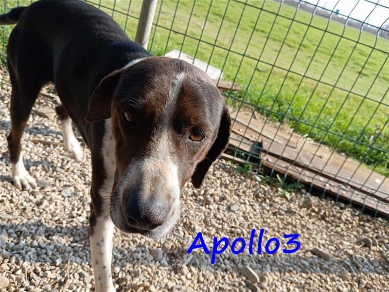 Apollo3 02/2020 (GR) - ausgeglichener, hübscher Pointer-Mix sucht Zuhause!