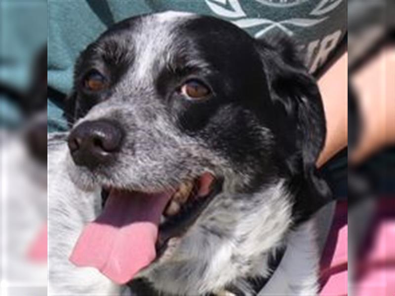 Axel, Mix Pointer / Border Collie / Dalmatiner