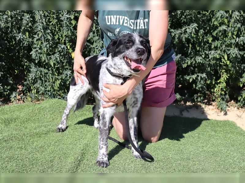 Axel, Mix Pointer / Border Collie / Dalmatiner