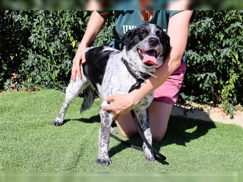 Axel, Mix Pointer / Border Collie / Dalmatiner