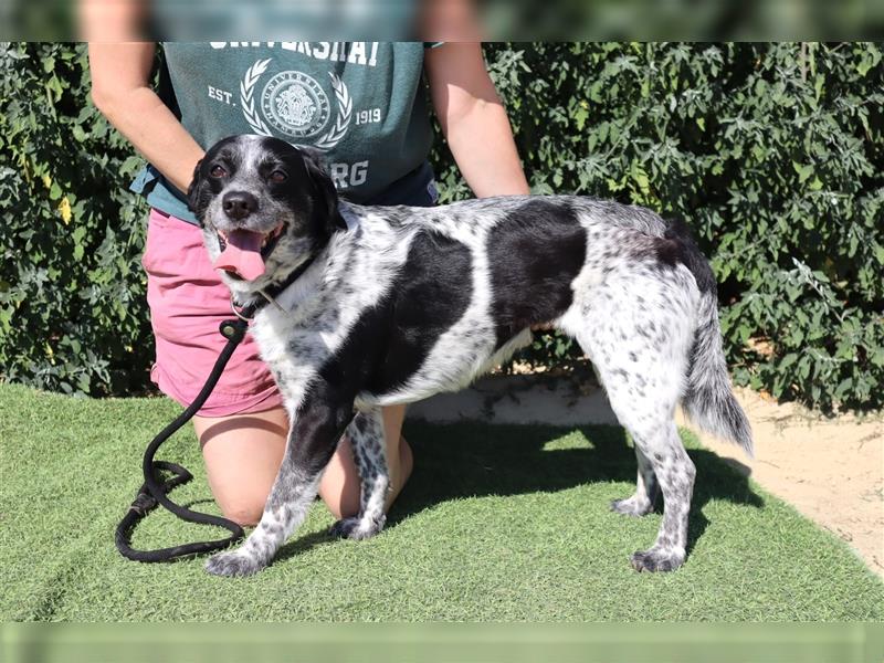 Axel, Mix Pointer / Border Collie / Dalmatiner