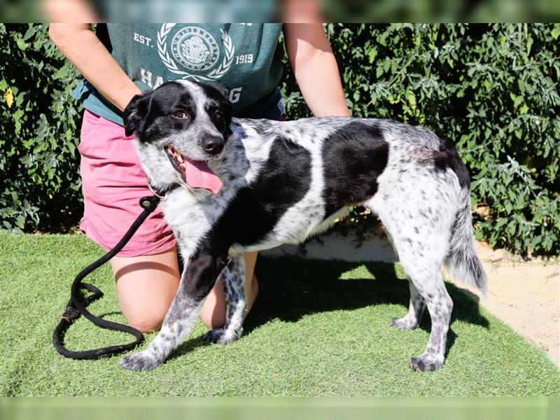 Axel, Mix Pointer / Border Collie / Dalmatiner