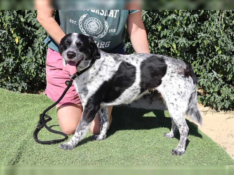 Axel, Mix Pointer / Border Collie / Dalmatiner