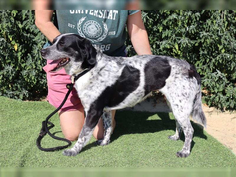 Axel, Mix Pointer / Border Collie / Dalmatiner