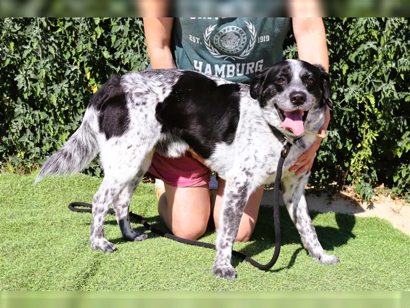 Axel, Mix Pointer / Border Collie / Dalmatiner