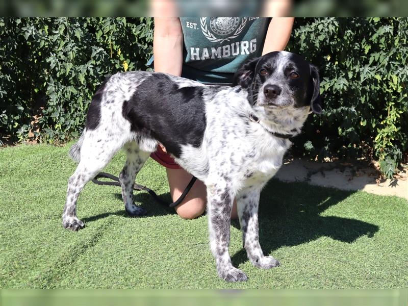 Axel, Mix Pointer / Border Collie / Dalmatiner