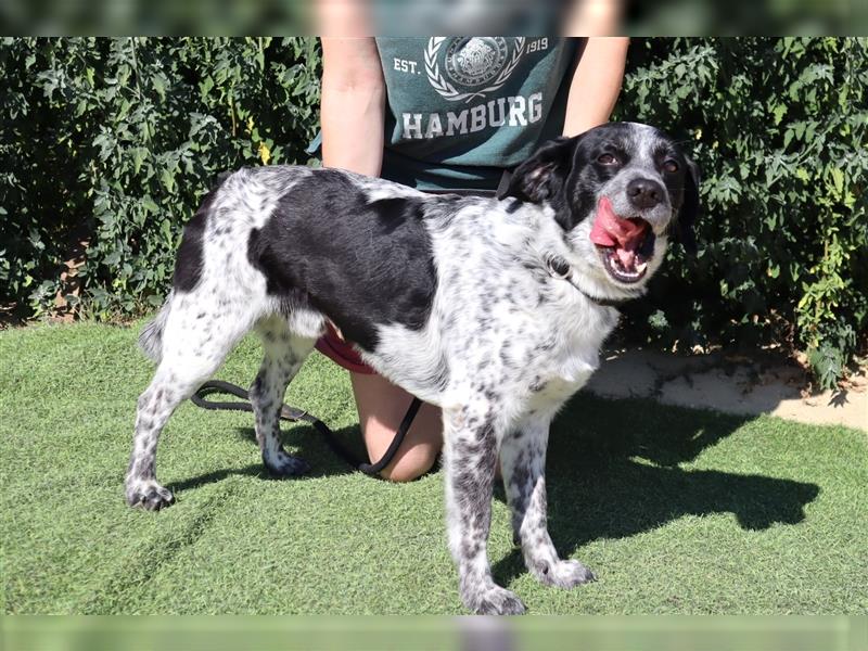 Axel, Mix Pointer / Border Collie / Dalmatiner