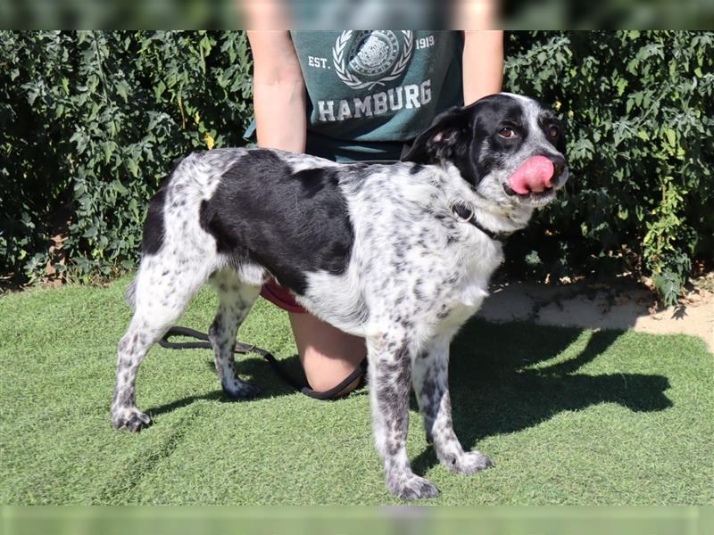 Axel, Mix Pointer / Border Collie / Dalmatiner