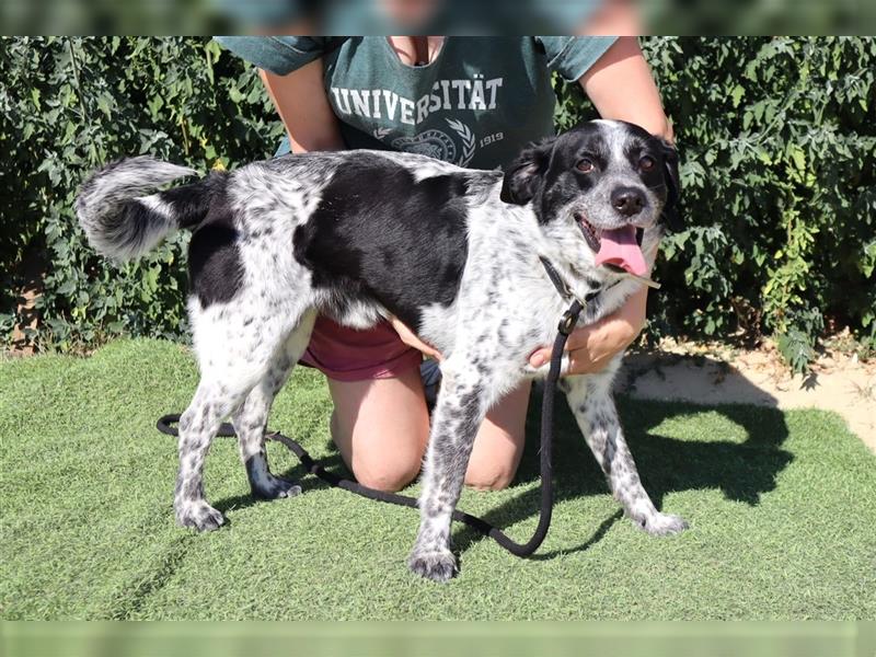 Axel, Mix Pointer / Border Collie / Dalmatiner