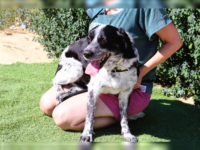 Axel, Mix Pointer / Border Collie / Dalmatiner