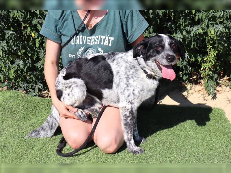 Axel, Mix Pointer / Border Collie / Dalmatiner