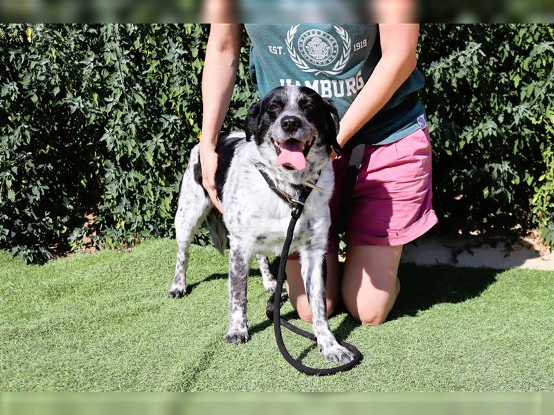 Axel, Mix Pointer / Border Collie / Dalmatiner