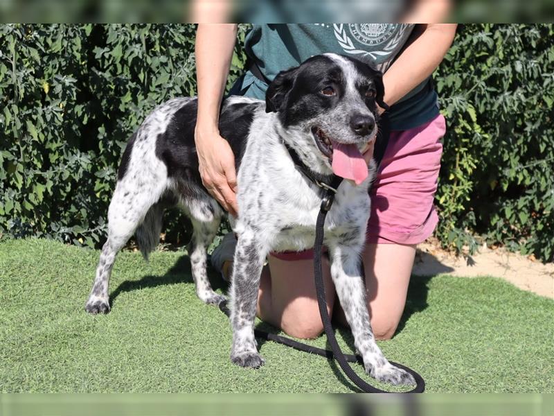 Axel, Mix Pointer / Border Collie / Dalmatiner