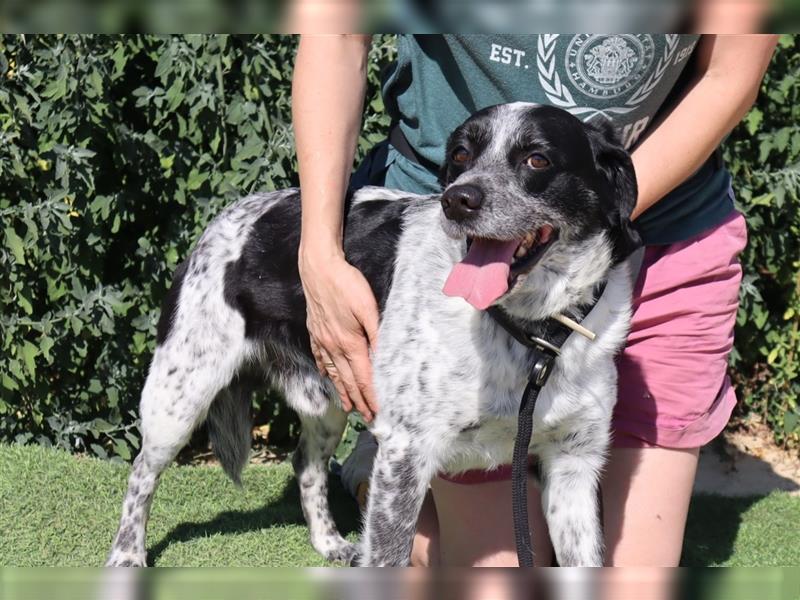 Axel, Mix Pointer / Border Collie / Dalmatiner