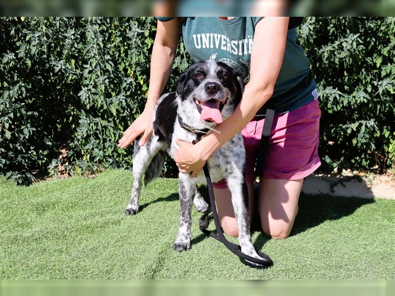 Axel, Mix Pointer / Border Collie / Dalmatiner