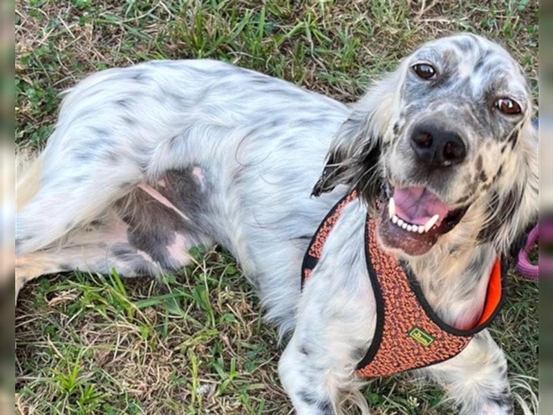 Englische-Setter-Hündin ♥Frida♥ liebt Menschen und Aktivität