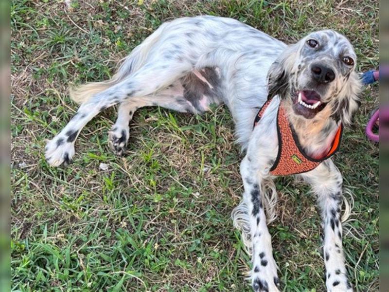 Englische-Setter-Hündin ♥Frida♥ liebt Menschen und Aktivität