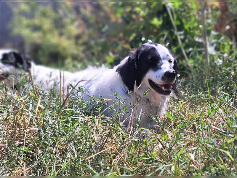 Nila, verschmust, sozial, einfach ein Traum Setter-Mischlings Mädel