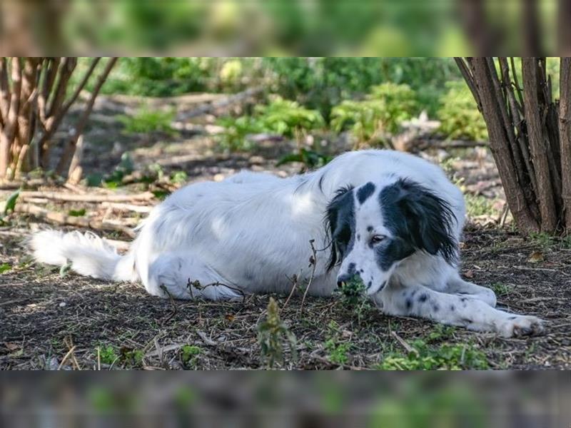 Nila, verschmust, sozial, einfach ein Traum Setter-Mischlings Mädel