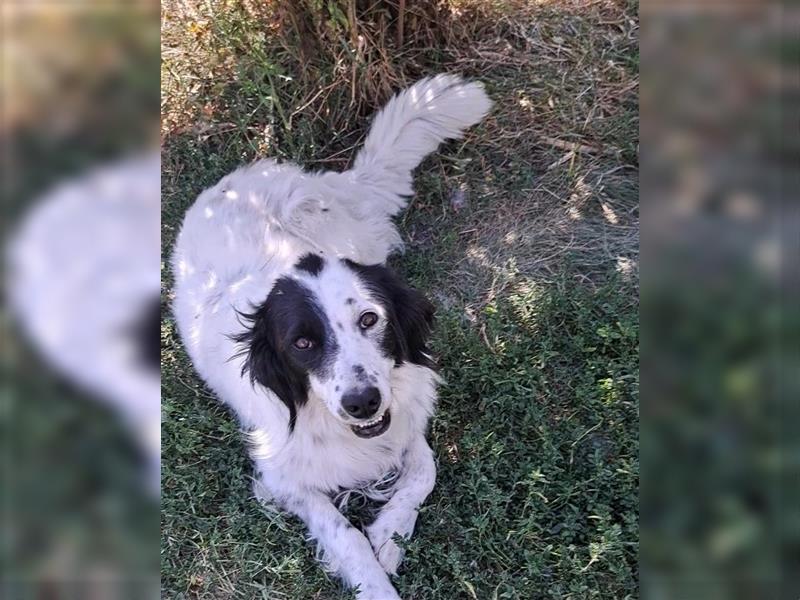 Nila, verschmust, sozial, einfach ein Traum Setter-Mischlings Mädel