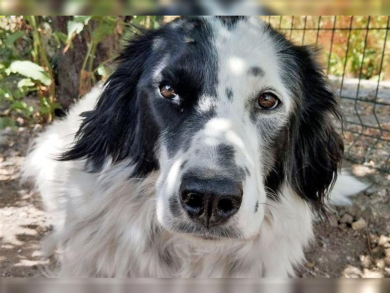 Nila, verschmust, sozial, einfach ein Traum Setter-Mischlings Mädel