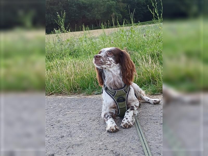 Alba. Englisch Setter in Miniatur Größe