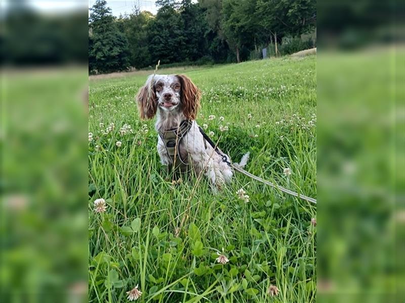 Alba. Englisch Setter in Miniatur Größe