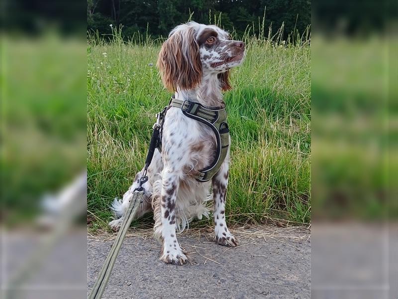 Alba. Englisch Setter in Miniatur Größe