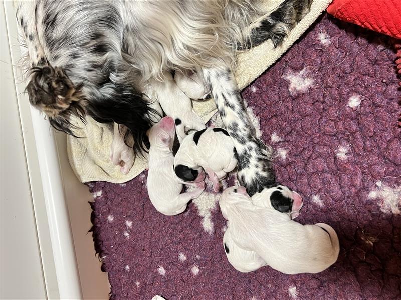 Unsere Süßen English Setter Welpen sind da !!!!