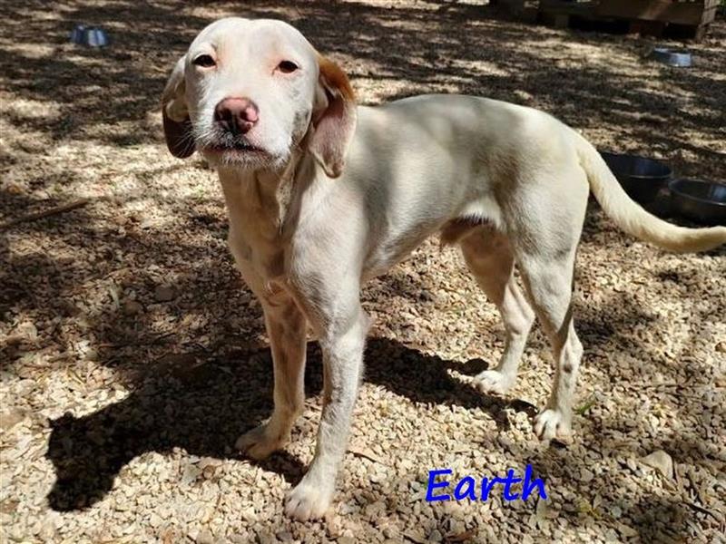 Earth 06/2023 (GRC) - bildhübscher, geselliger, freundlicher und sportlicher English Setter Mix!