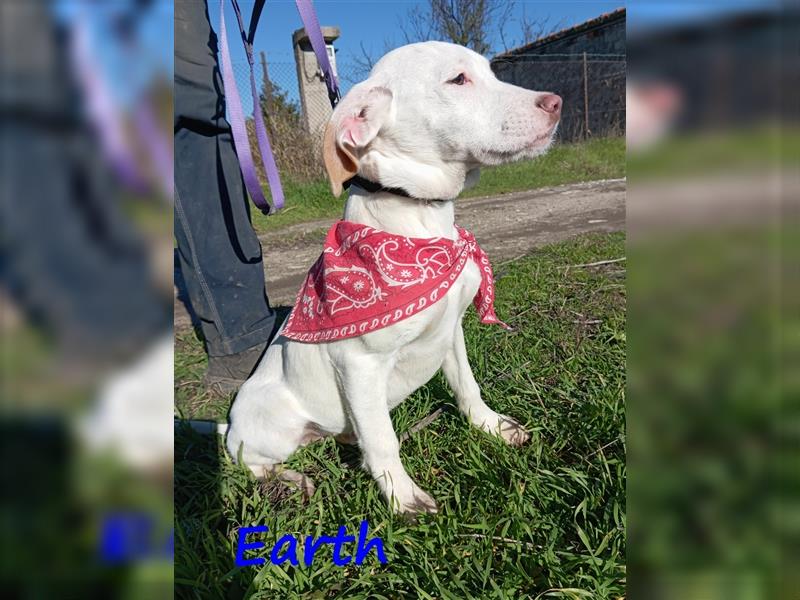 Earth 06/2023 (GRC) - bildhübscher, geselliger, freundlicher und sportlicher English Setter Mix!