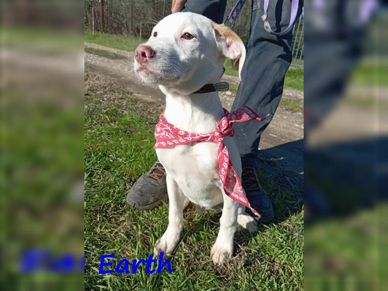 Earth 06/2023 (GRC) - bildhübscher, geselliger, freundlicher und sportlicher English Setter Mix!