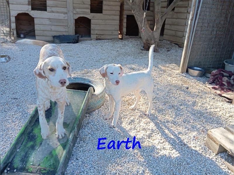 Earth 06/2023 (GRC) - bildhübscher, geselliger, freundlicher und sportlicher English Setter Mix!