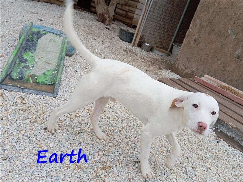 Earth 06/2023 (GRC) - bildhübscher, geselliger, freundlicher und sportlicher English Setter Mix!