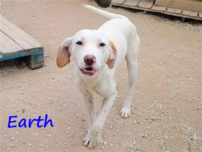 Earth 06/2023 (GRC) - bildhübscher, geselliger, freundlicher und sportlicher English Setter Mix!