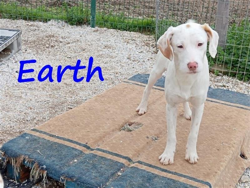 Earth 06/2023 (GRC) - bildhübscher, geselliger, freundlicher und sportlicher English Setter Mix!