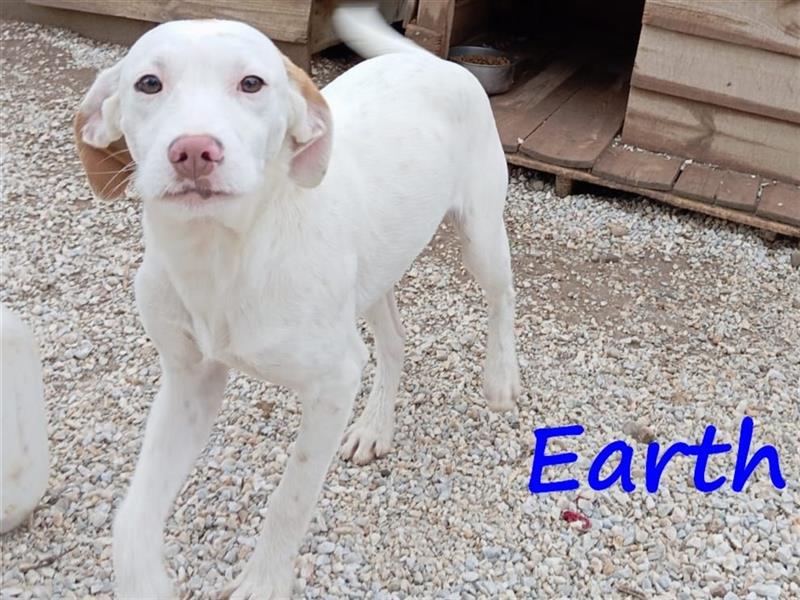 Earth 06/2023 (GRC) - bildhübscher, geselliger, freundlicher und sportlicher English Setter Mix!