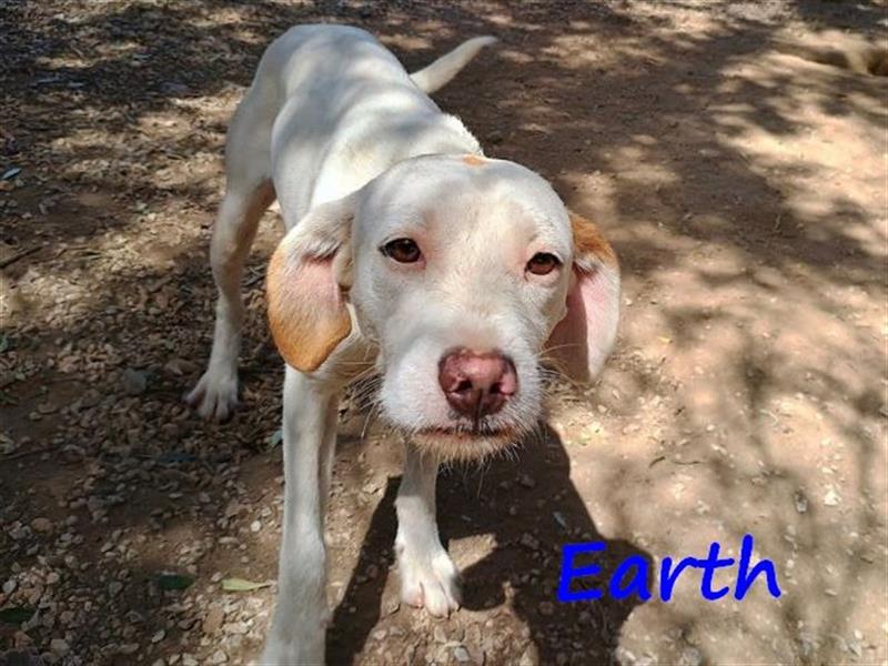 Earth 06/2023 (GRC) - bildhübscher, geselliger, freundlicher und sportlicher English Setter Mix!