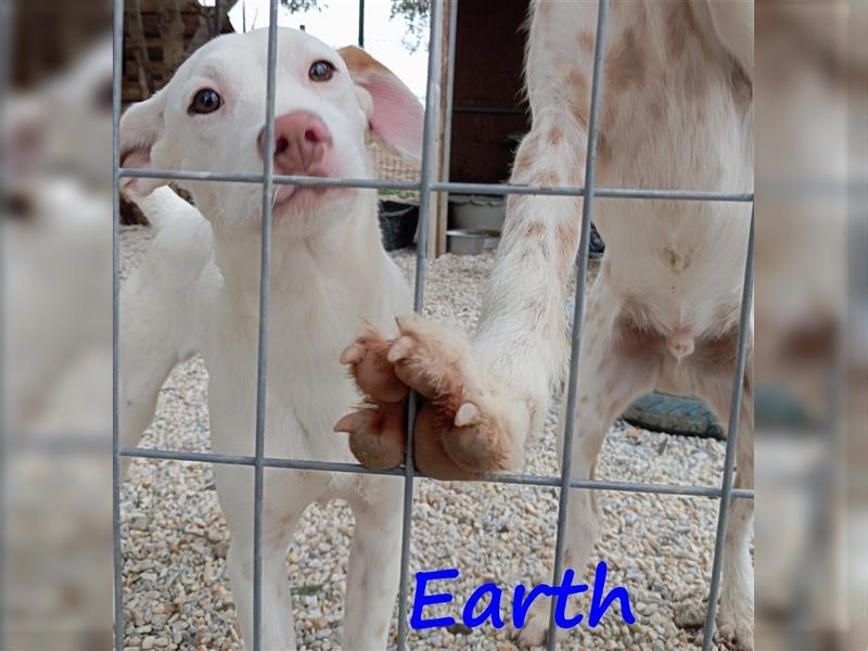 Earth 06/2023 (GRC) - bildhübscher, geselliger, freundlicher und sportlicher English Setter Mix!