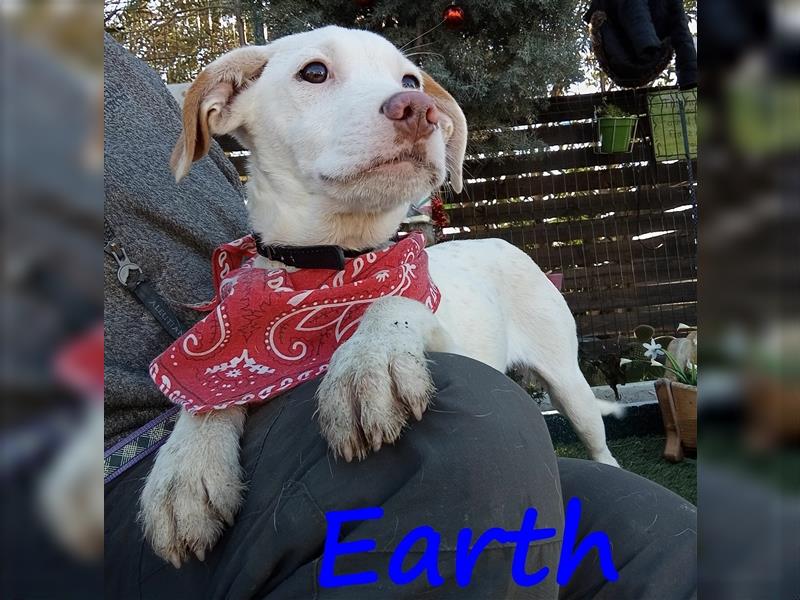 Earth 06/2023 (GRC) - bildhübscher, geselliger, freundlicher und sportlicher English Setter Mix!