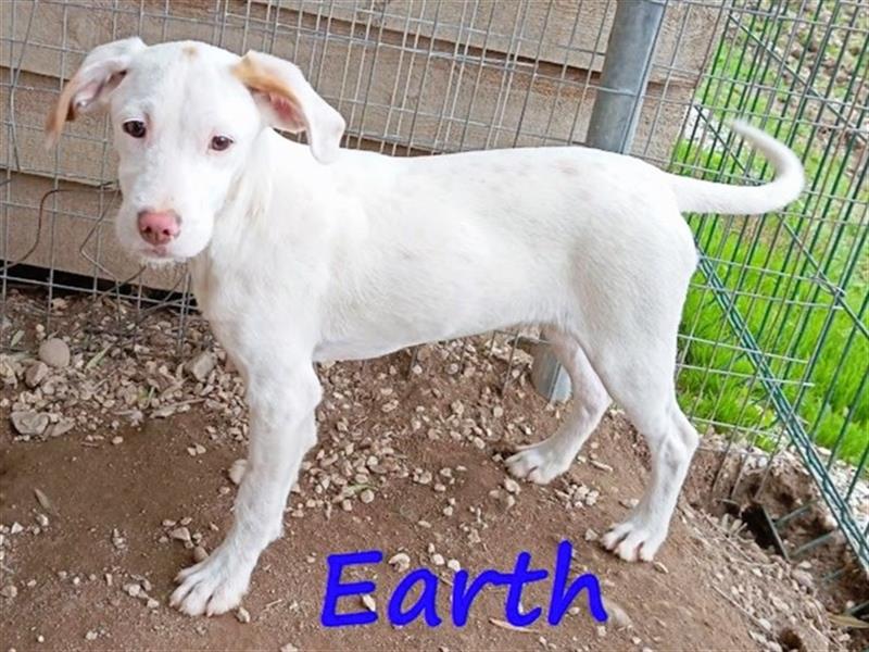 Earth 06/2023 (GRC) - bildhübscher, geselliger, freundlicher und sportlicher English Setter Mix!