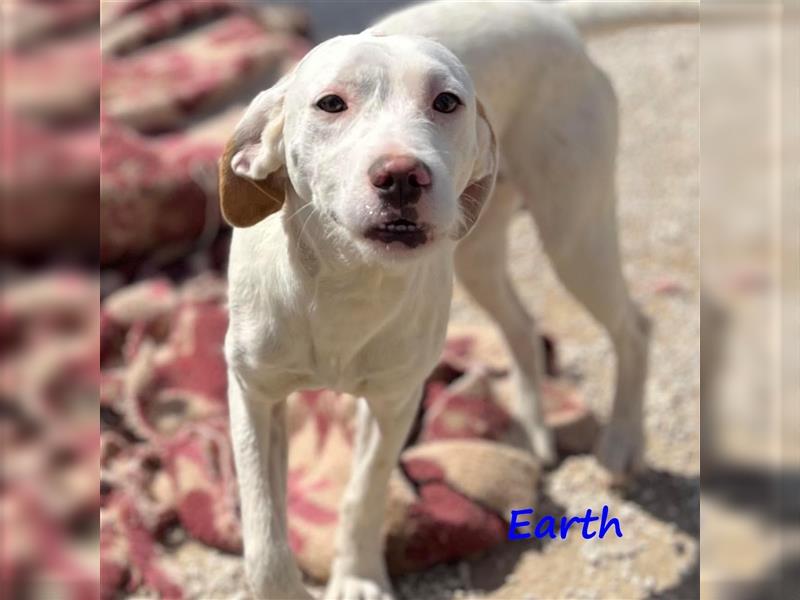 Earth 06/2023 (GRC) - bildhübscher, geselliger, freundlicher und sportlicher English Setter Mix!