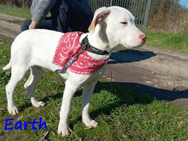 Earth 06/2023 (GRC) - bildhübscher, geselliger, freundlicher und sportlicher English Setter Mix!