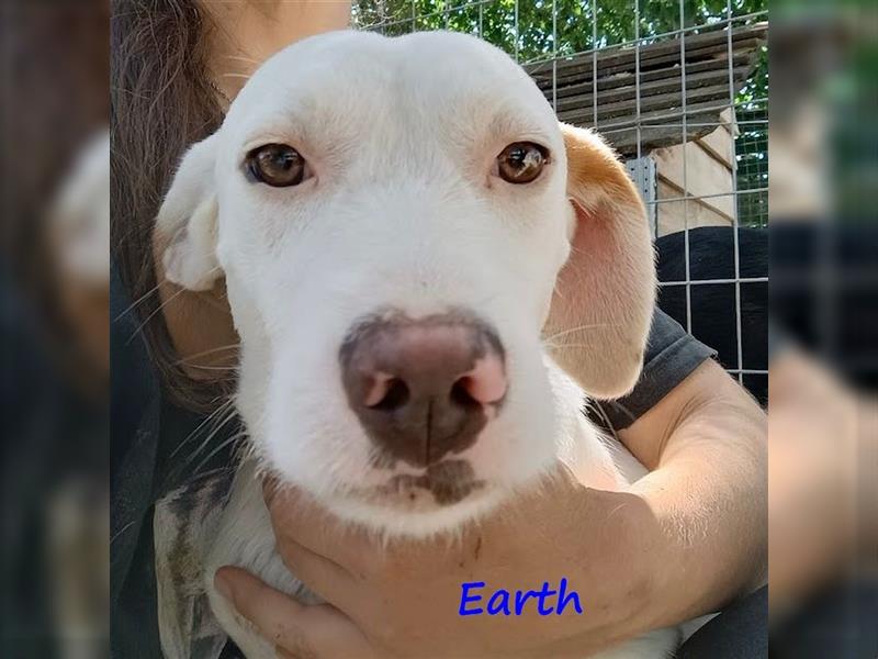 Earth 06/2023 (GRC) - bildhübscher, geselliger, freundlicher und sportlicher English Setter Mix!