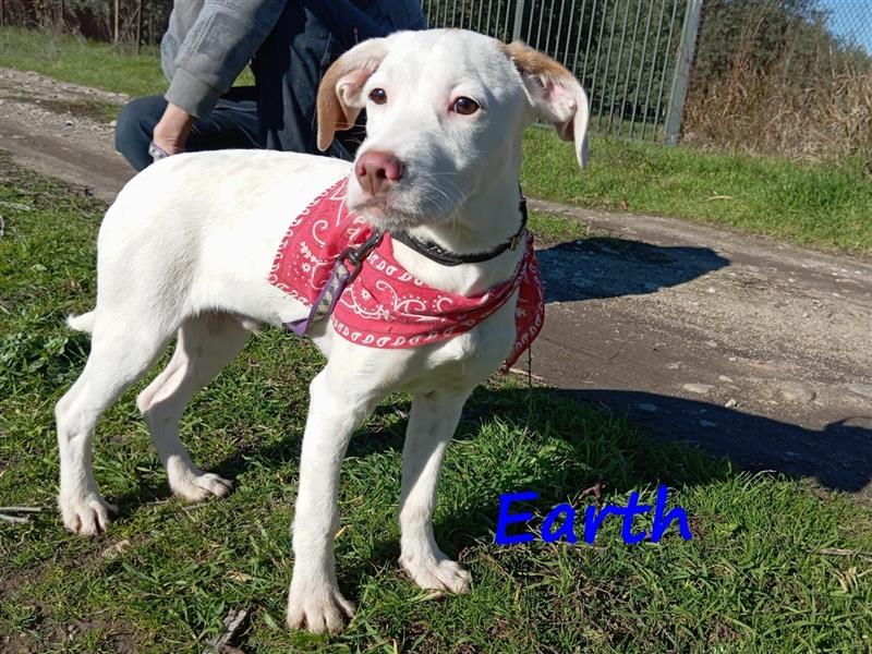 Earth 06/2023 (GRC) - bildhübscher, geselliger, freundlicher und sportlicher English Setter Mix!