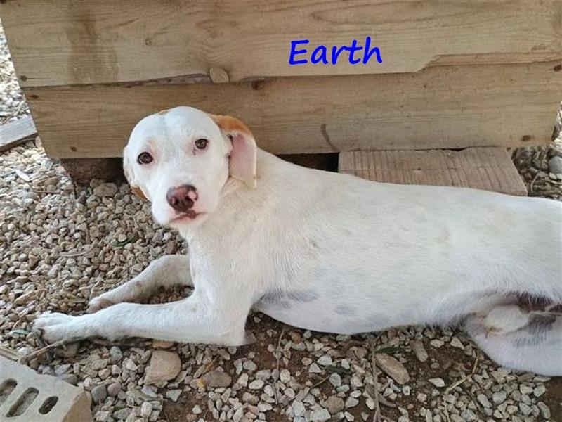 Earth 06/2023 (GRC) - bildhübscher, geselliger, freundlicher und sportlicher English Setter Mix!